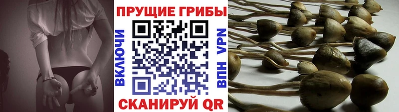 Галлюциногенные грибы MAGIC MUSHROOMS  где купить наркоту  блэк спрут сайт  Сосновоборск 